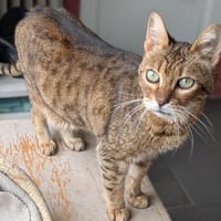SPOTTY, chat à adopter