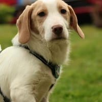 Ancho  ein kleines Herz sucht DICH..., Hund zur Adoption