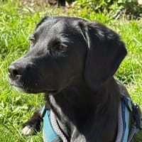 Darf ich vorstellen Prinzessin Ebony..., Hündin zur Adoption