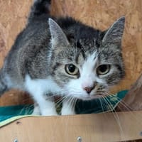 Merci, Katze zur Adoption