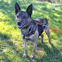 Sonnenschein Cuba sucht seine Menschen, Hund zur Adoption