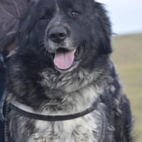 Lizi, eine auffallende Schönheit, Hündin zur Adoption