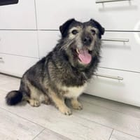 Lernen Sie Kira kennen!, Hündin zur Adoption