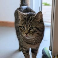 Kebab, Kater zur Adoption