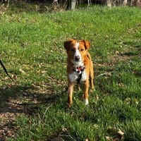 Chilli ist ein charmanter Gentleman, Hund zur Adoption