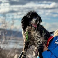 Dina sucht kuscheliges Plätchen, Hündin zur Adoption