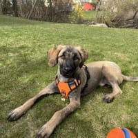 Samson - sanfter Hund sucht sein Zuhause, Hund zur Adoption