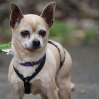 kleiner Keko sucht großes Glück, Hund zur Adoption