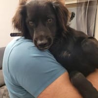 Nuts, Hund zur Adoption