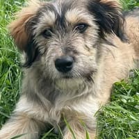 hübsche Veronica, Hündin zur Adoption