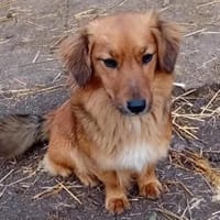 Liebenswerte Henna sucht euch, Hündin zur Adoption