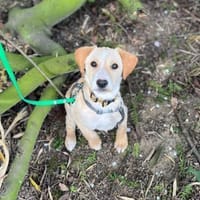 Ivy sucht ihr Glück, Hündin zur Adoption