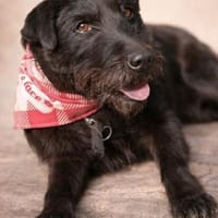 Arny-Leiser, sanfter Rüde auf der Suche, Hund zur Adoption