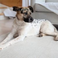 verspielte, liebe Stescha bei München!, Hündin zur Adoption