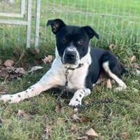 Athos ❤, Hund zur Adoption