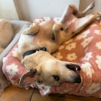 VICTOR - sucht sein neues Kapitel, Hund zur Adoption