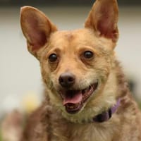 Roya sucht ihre liebe Familie...., Hündin zur Adoption