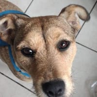 Vulconi 💜💜💜 anschmiegsam & anhänglich, Hündin zur Adoption