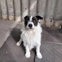 Picur - lebenslustig & freundlich, Hund zur Adoption