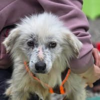 Kämpferin Hope sucht ihre Menschen ..., Hündin zur Adoption