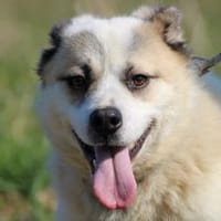 Pinti - goldiger Jungrüde, Hund zur Adoption