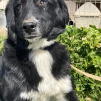 Rocky - freundlich und menschenbezogen, Hund zur Adoption