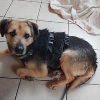 Sara auf Pflegestelle 92364 Deining, Hündin zur Adoption