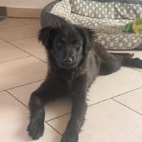 Zoe sucht ein liebevolles Zuhause, Hündin zur Adoption