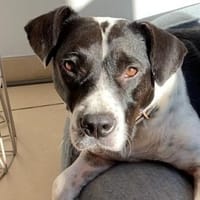 Szuki wartet auf eine zweite Chance, Hündin zur Adoption