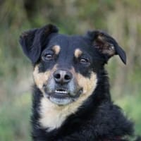 Tuco braucht Führung im Leben, Hund zur Adoption