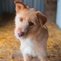 💔 Julia  sie wollte leben. 💔, Hündin zur Adoption