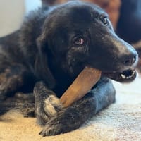 TILDA - aufgeweckte, fröhline Junghündin, Hündin zur Adoption