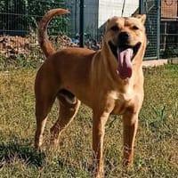 Barni ist ein lebensfreudiger Kerl, Hund zur Adoption