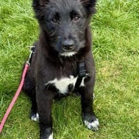 Timon, zutraulich, agil, neugierig, Hund zur Adoption