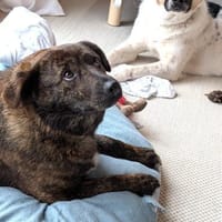 kleine Schmusemaus Tina bei München!, Hündin zur Adoption