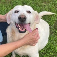 Esperanza in der Tierherberge Donzdorf, Hündin zur Adoption