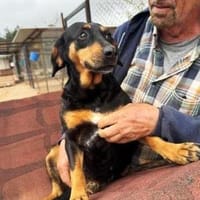 Nancy kleines zauberhafte Hundemädchen, Hündin zur Adoption