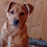 Frisko möchte Zuhause für immer, Hund zur Adoption