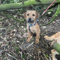 Pepper sucht ihr Glück, Hündin zur Adoption