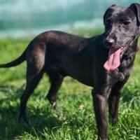 Mikki ist ein lieber Kerl, Hund zur Adoption
