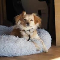 Kleiner Rüde MIO sucht ruhiges Zuhause!, Hund zur Adoption