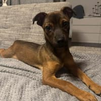 Mia - klein und liebevoll🍀, Hündin zur Adoption