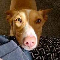 Goofy, verschmust, freundlich, offen, Hund zur Adoption