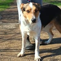 Monty zeigt ihm das Menschen gut sind, Hund zur Adoption