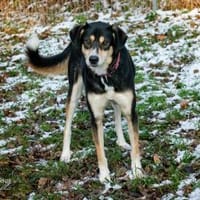 Aluna, Hündin zur Adoption