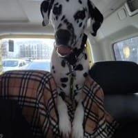 Axel sucht eine Pflegestelle/ein Zuhause, Hund zur Adoption