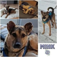 MINK * agiler Typ mit Charakter, Hund zur Adoption