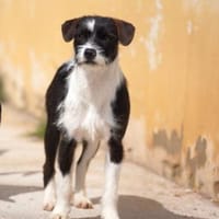 Tess wartet auf ihre Menschen, Hündin zur Adoption