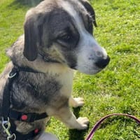 Sensible Zara sucht ihre Familie 🐕💪, Hündin zur Adoption