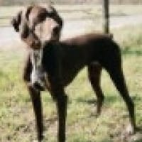 Asia, lernwillig, freundlich, offen, Hündin zur Adoption